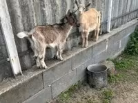 Goat, Alpine goat — photo 4