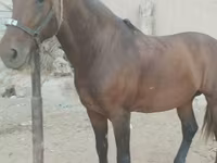 घोड़ा, Kyrgyz Horse — फ़ोटो 1