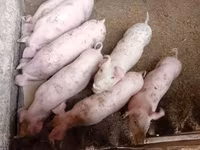 Säue, Schweine — Foto 8