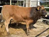 雄牛, Partenaise cattle — 写真 2