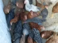 Chickens — zdjęcie 1
