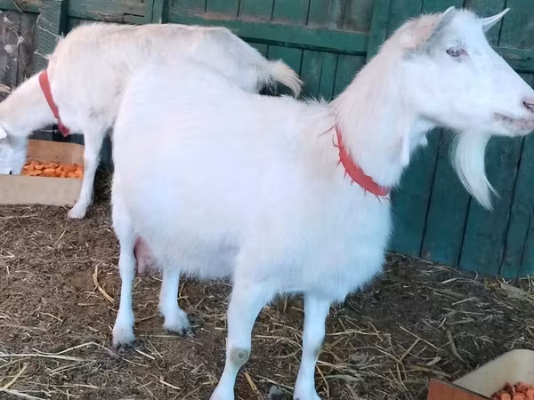 Koza, Pomellata goat