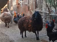 Ovca, Karabakh sheep — fotografija 2