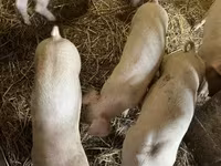 猪（批次，未指定性别）, Крупная белая — 照片 5