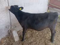 Krava, Russian Black pied cattle — fotografija 1