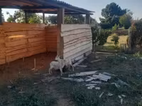 Oveja, Ovejas — foto 4