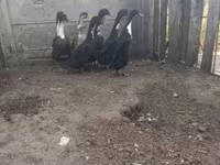 Geese — fotografija 3