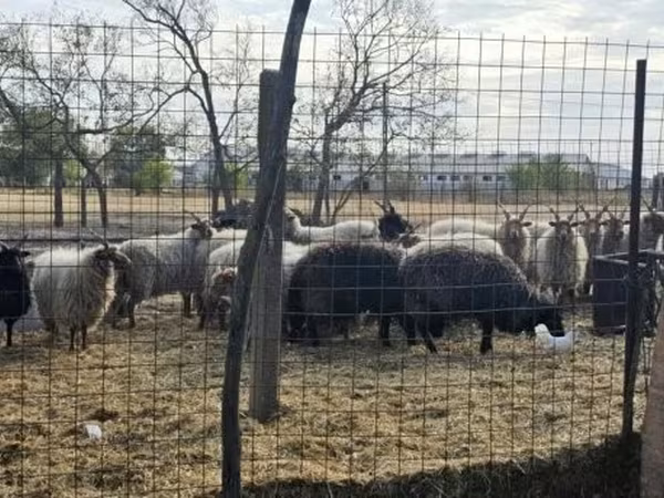 公羊, Racka sheep