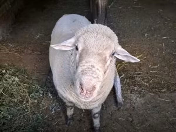 Widder, Merino sheep