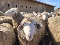 Ovca, Kuibyshev sheep — fotografija 4
