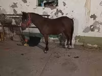 حصان, الخيول — الصورة 1