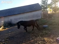 Horse (M), Horses — photo 6