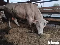 Bull, Charolais cattle — photo 4