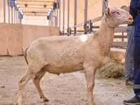 Ovan, East Friesian Dairy sheep — fotografija 1