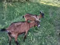 Keçi, Alpine goat — foto 1