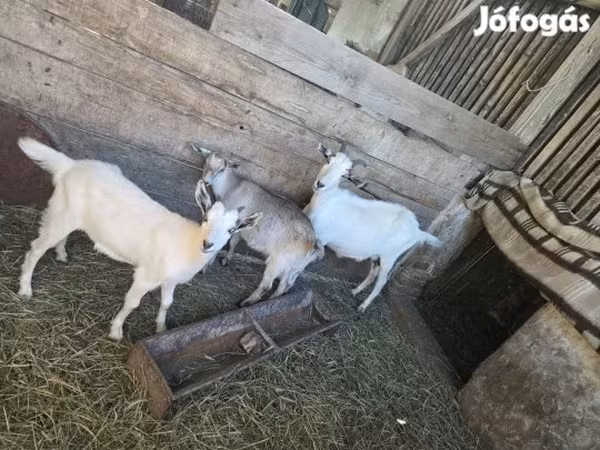 Cabra, Cabras
