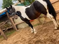 Yegua, Caballos — foto 2