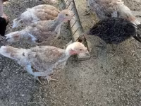 Turkeys — फ़ोटो 2