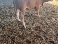 Bulle, Simmental cattle — Foto 2