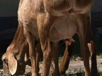 Ovca, Afghan Arabi sheep — fotografija 2