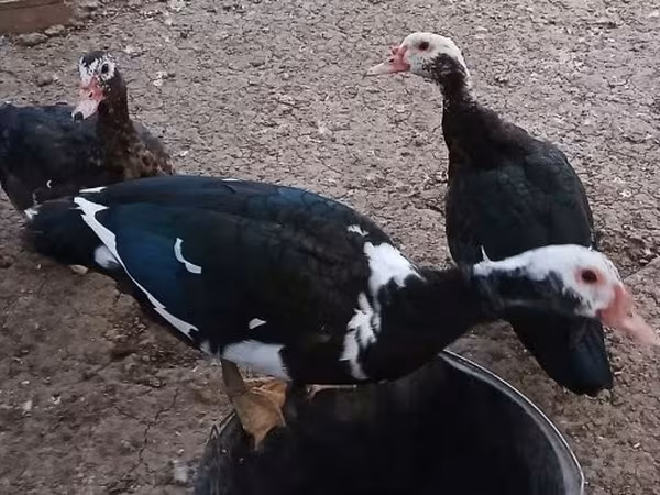 Ducks
