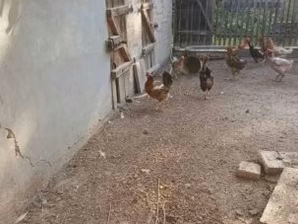 Chickens — Macarıstan