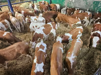 Bik, Simmental cattle — fotografija 2