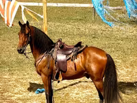 Pastuv, Tennessee Walking Horse — fotografija 5