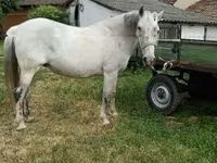 Kobyła, Hungarian horse breed — zdjęcie 2