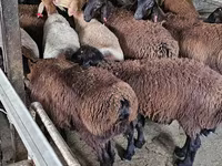 Bode, Boer goat — foto 4