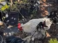 Japanisches Bantam — Foto 2