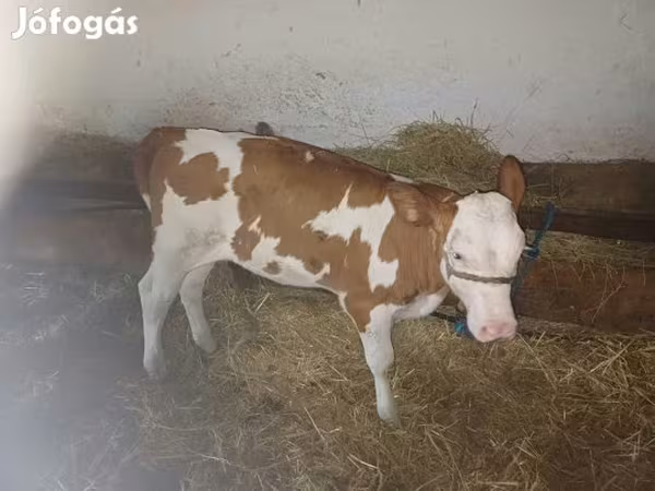 公牛, Simmental cattle