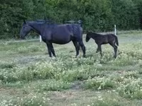 雌馬, Nonius horse — 写真 3