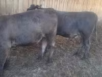 Toro, Ganado vacuno — foto 4