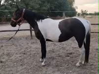 घोड़ी, Appaloosa — फ़ोटो 1