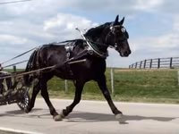 Kobila, Percheron — fotografija 2