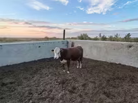 Bik, Swiss cattle — fotografija 3