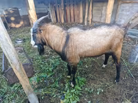 Jarac, LaMancha goats — fotografija 3