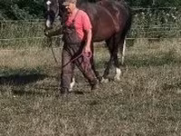 Pastuv, Dutch warmblood horse — fotografija 5