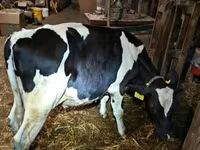 公牛, Holstein breed — 照片 1