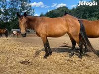 Kobila, Nonius horse — fotografija 3