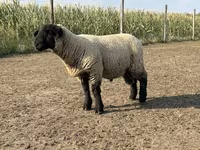Qoʻchqor, White Suffolk sheep — 3-rasm