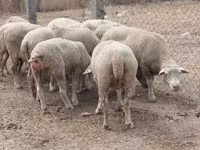 Oveja, Ovejas — foto 2