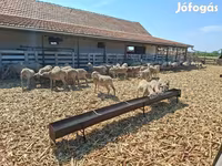 Schaf, Merino sheep — Foto 2