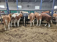 Bull, Simmental cattle — photo 3