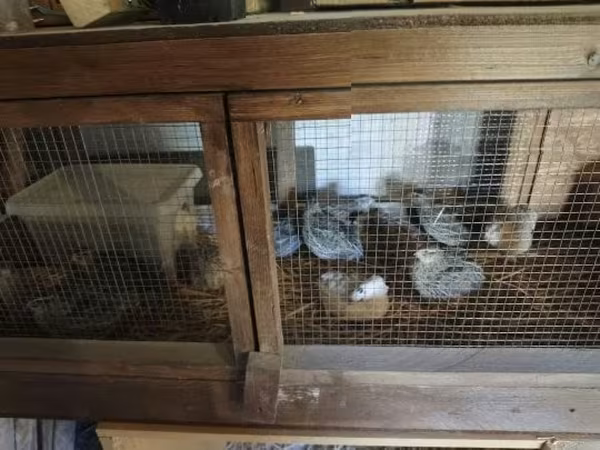 Quails