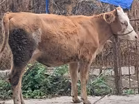 Bull, Simmental cattle — photo 6