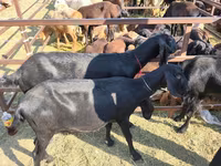 Jarac, Beetal goats — fotografija 3