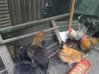 Chickens — fotografija 2