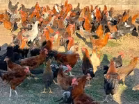 Chickens — foto 1
